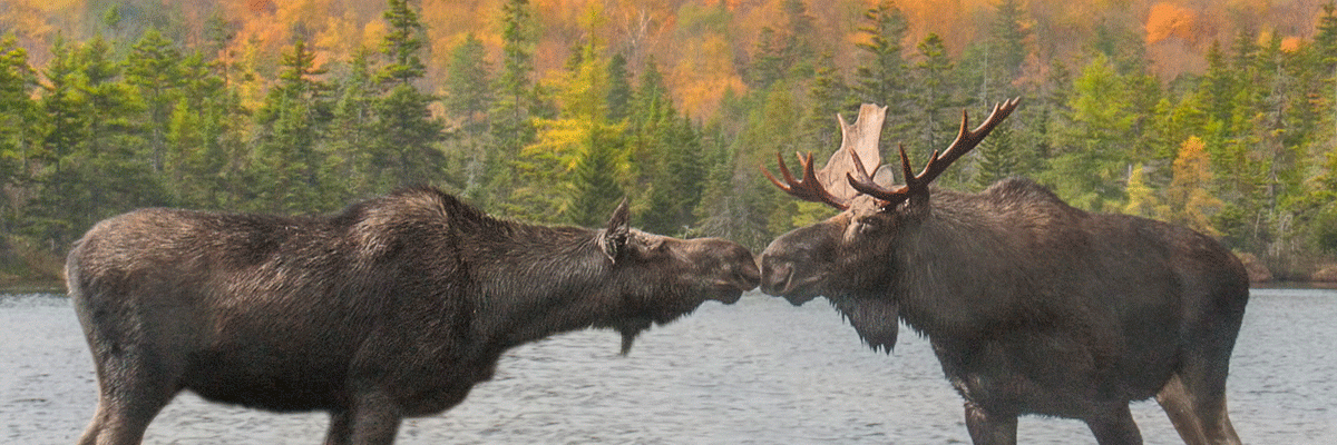Two moose kissing
